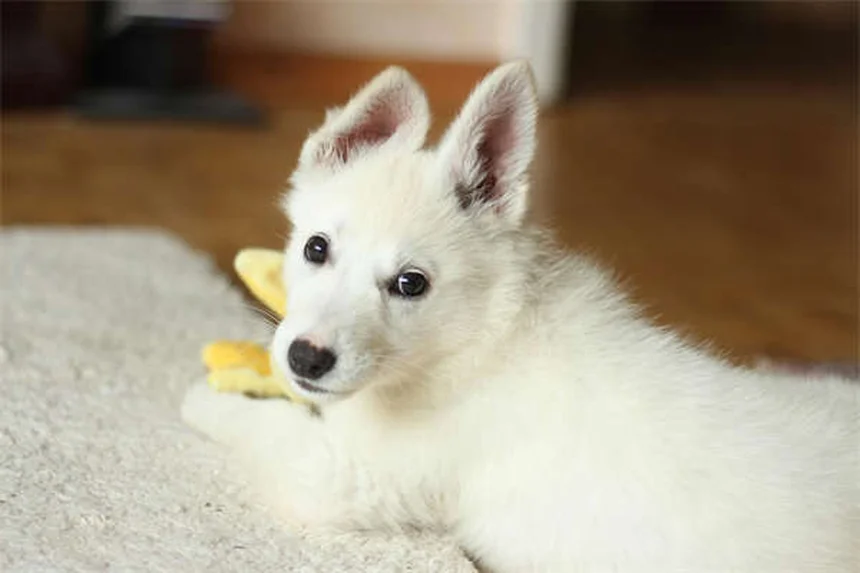 【完全ガイド】白い犬種17種の魅力と選び方｜知っておきたい特徴