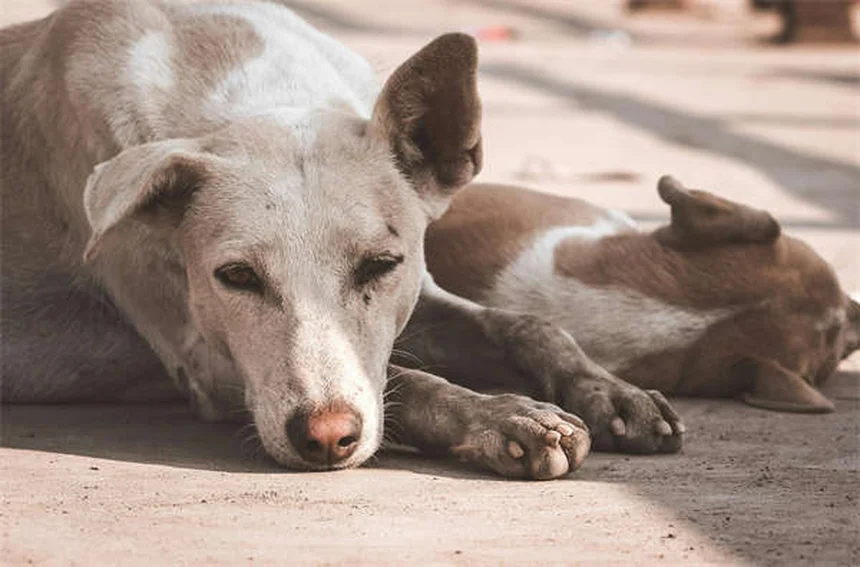【完全ガイド】白い犬種17種の魅力と選び方｜知っておきたい特徴