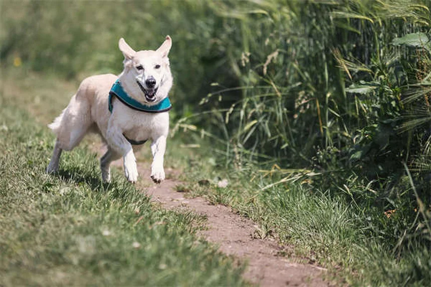 犬のおもちゃの選び方、もう失敗しない！コツをプロが伝授