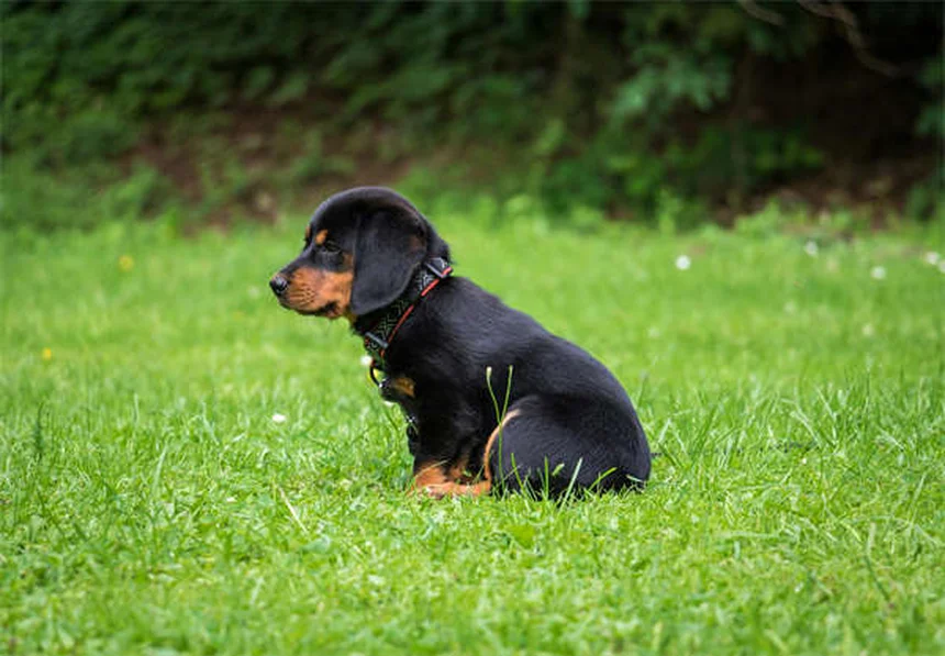 犬の糞、庭に放置するとどうなる？リスクと正しい処分方法