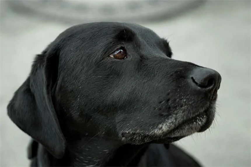 犬の口臭、実は病気のサイン？原因と対策まとめ