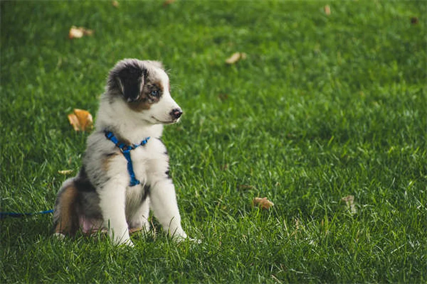 犬の耳の感染症、なりやすい犬種と予防法を徹底解説