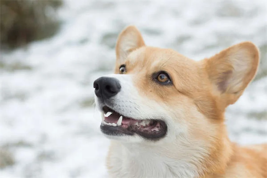 犬の耳カットのリスクと真実〜獣医師が解説する美容整形の実態〜