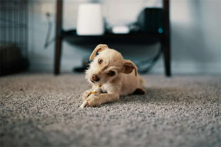 犬のトレーニングおやつ選び、プロ直伝の効果的なしつけ方