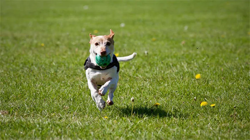 犬のトレーニングおやつ選び、プロ直伝の効果的なしつけ方
