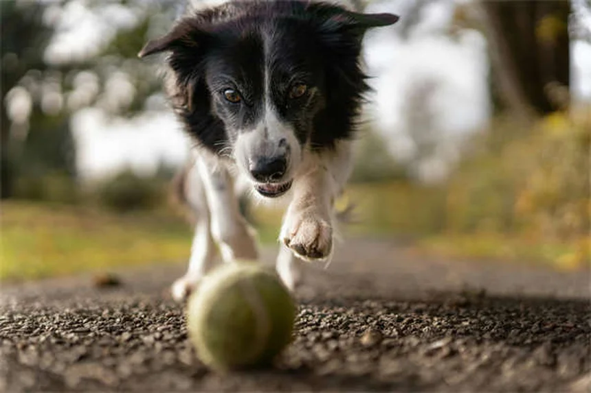 フルドロコルチゾンとは？犬猫のアジソン病治療で知っておきたい3つのリスク
