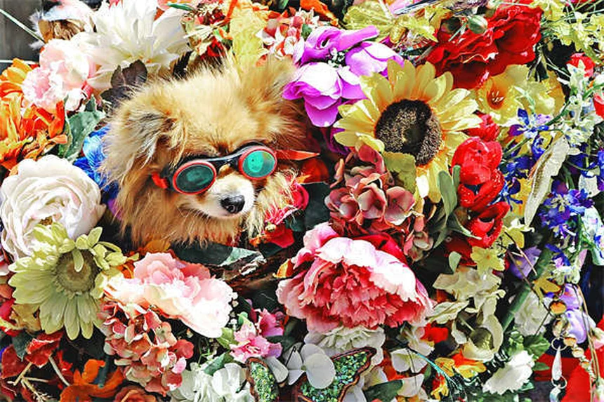 犬のマダニに注意！種類と症状を知って愛犬を守ろう