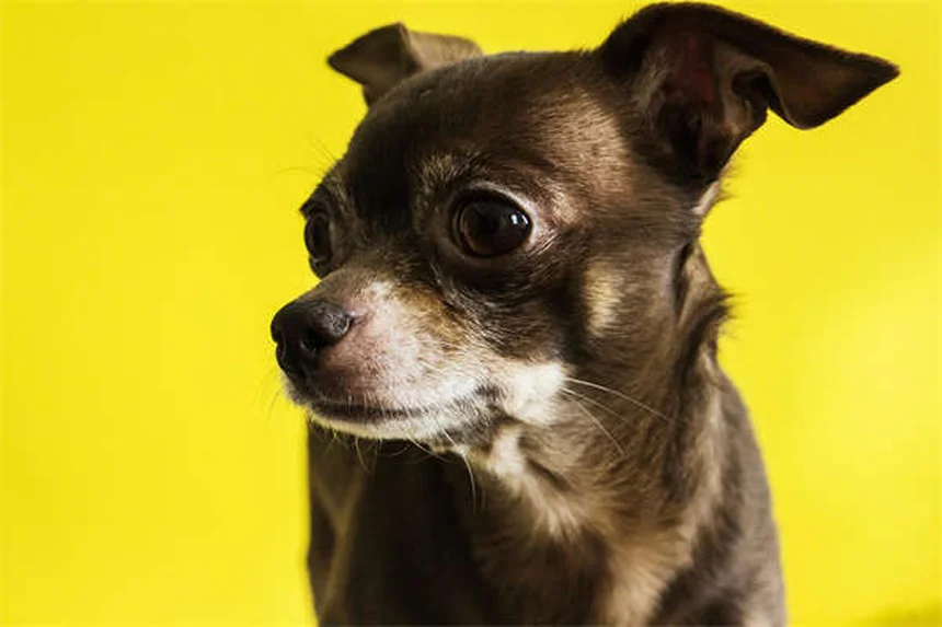 犬の脳の秘密：知能の真実と人間との違いを解き明かす