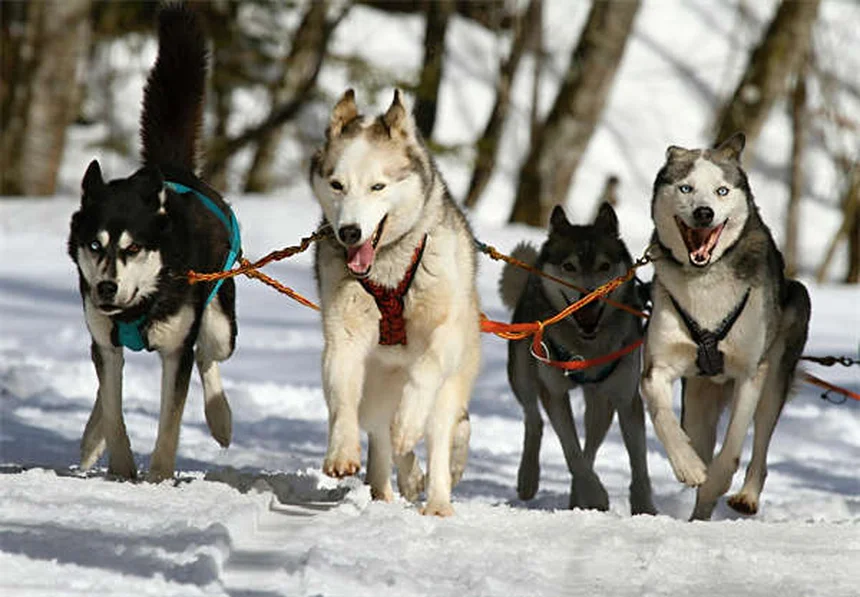 リピッツァナーの特徴5選！性格や飼い方も解説