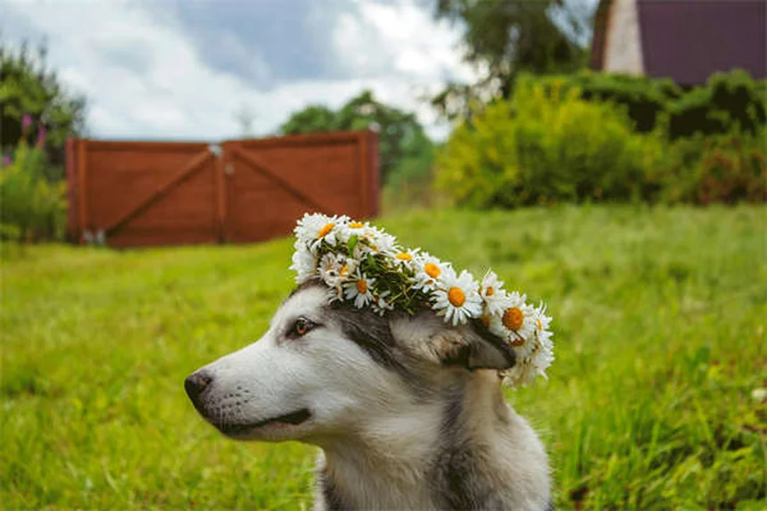 プロが教える犬用ハーネスの正しい選び方とサイズの測り方3つのコツ