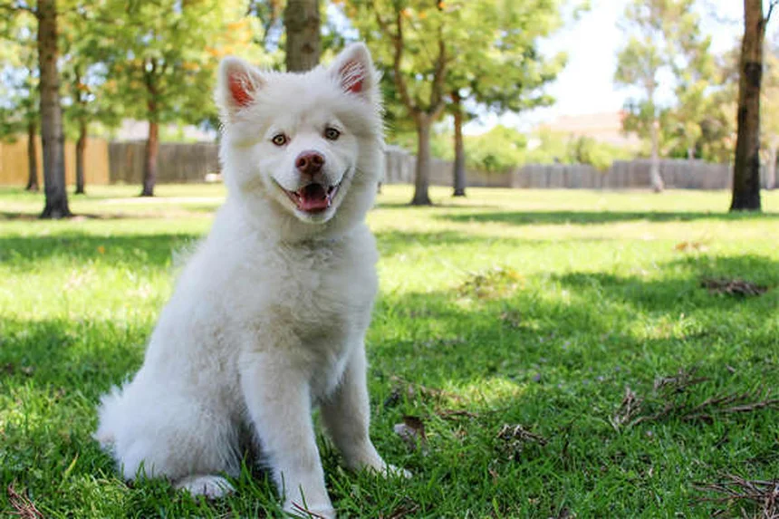 プロが教える犬用ハーネスの正しい選び方とサイズの測り方3つのコツ