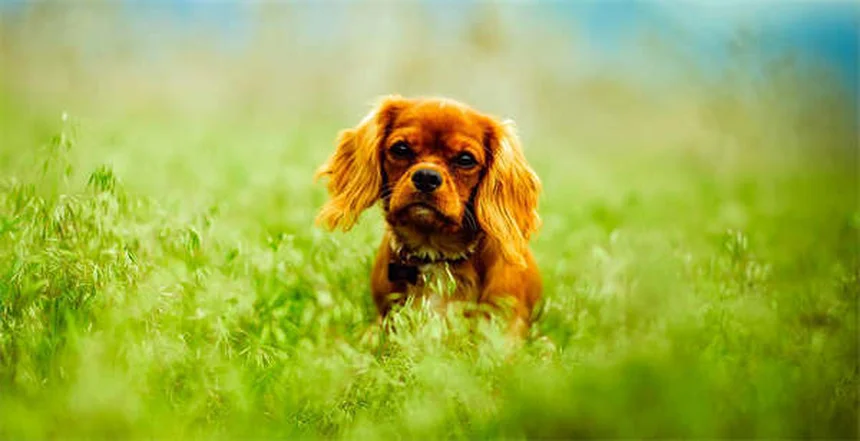 プロが教える犬用ハーネスの正しい選び方とサイズの測り方3つのコツ