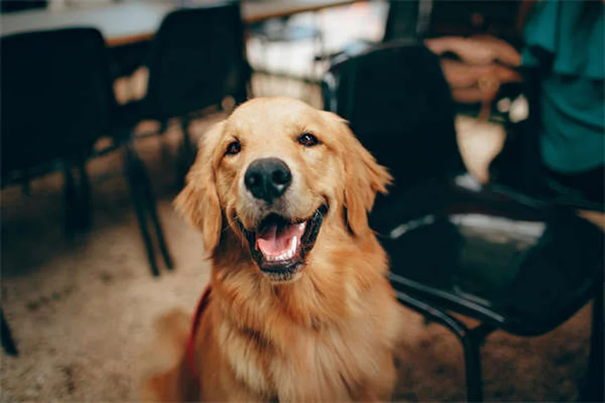 獣医師が教える犬の肺動脈弁狭窄症、よくある誤解と日常管理のポイント