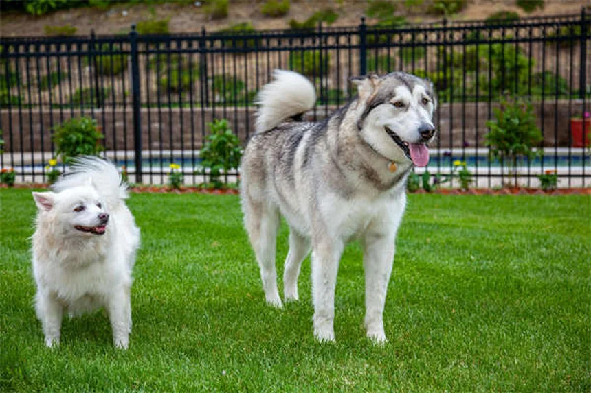 メトロニダゾール、犬猫に使う前に知っておきたい副作用と注意点