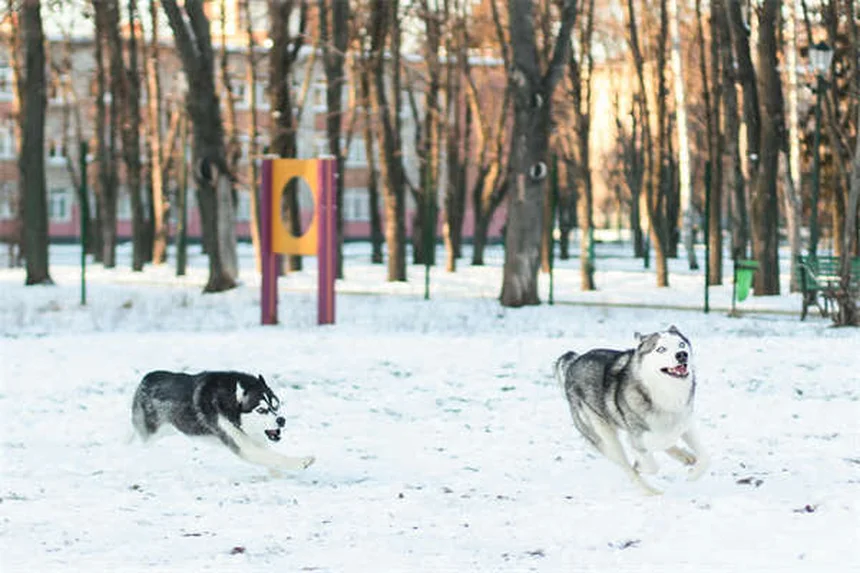 犬の幸せサイン13選｜しっぽだけじゃない！正しい見分け方と誤解を徹底解説