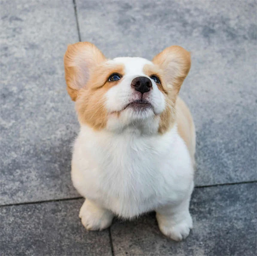 アパートで飼いやすい犬種20選！私の経験から本気でおすすめするのはコレ