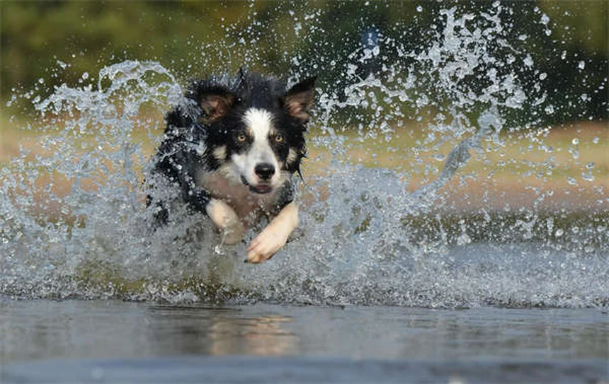 アパートで飼いやすい犬種20選！私の経験から本気でおすすめするのはコレ