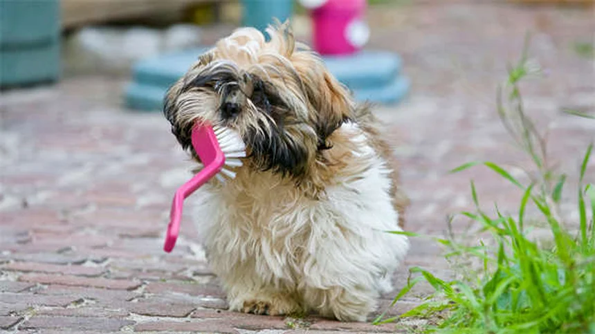 アパートで飼いやすい犬種20選！私の経験から本気でおすすめするのはコレ