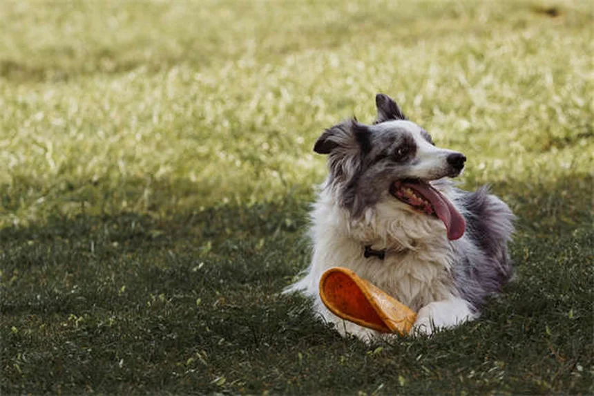 ライム病の犬の迎え方と世話の完全ガイド