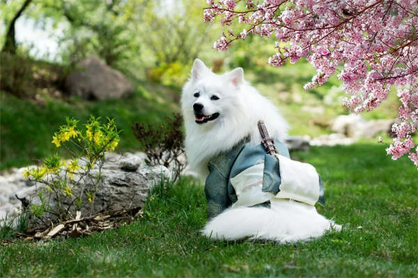 ライム病の犬の迎え方と世話の完全ガイド