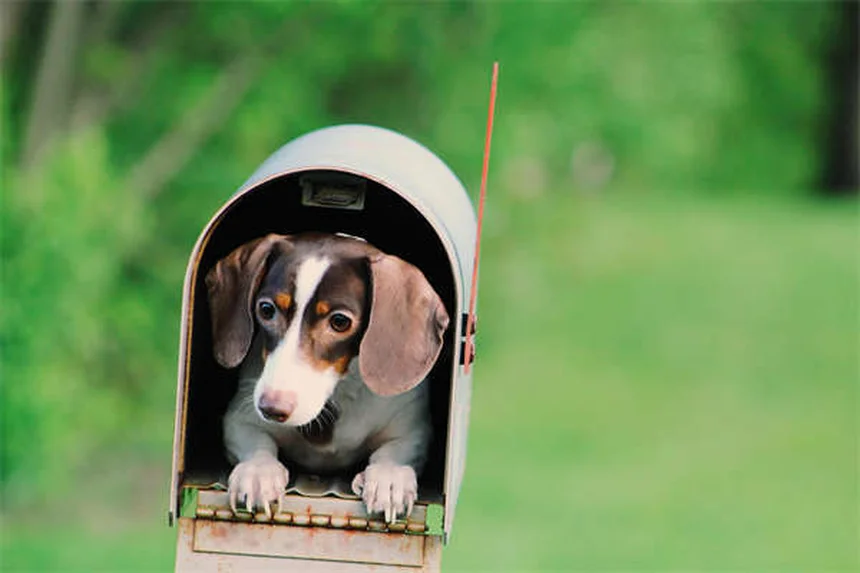 レフルノミドで犬の関節炎が改善？副作用が少ない理由と使い方