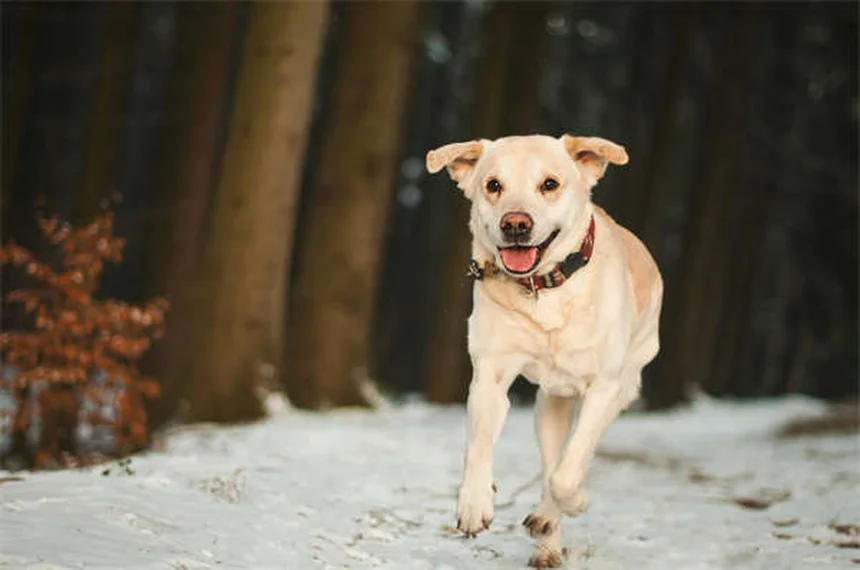 レフルノミドで犬の関節炎が改善？副作用が少ない理由と使い方