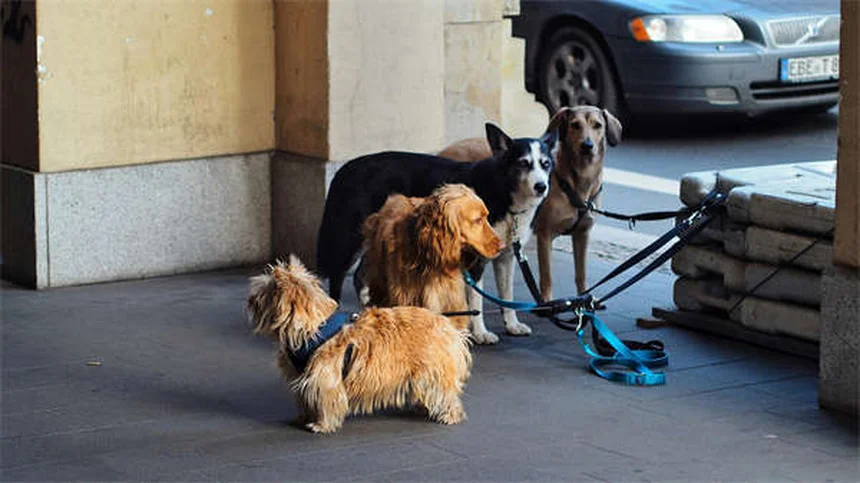 レフルノミドで犬の関節炎が改善？副作用が少ない理由と使い方