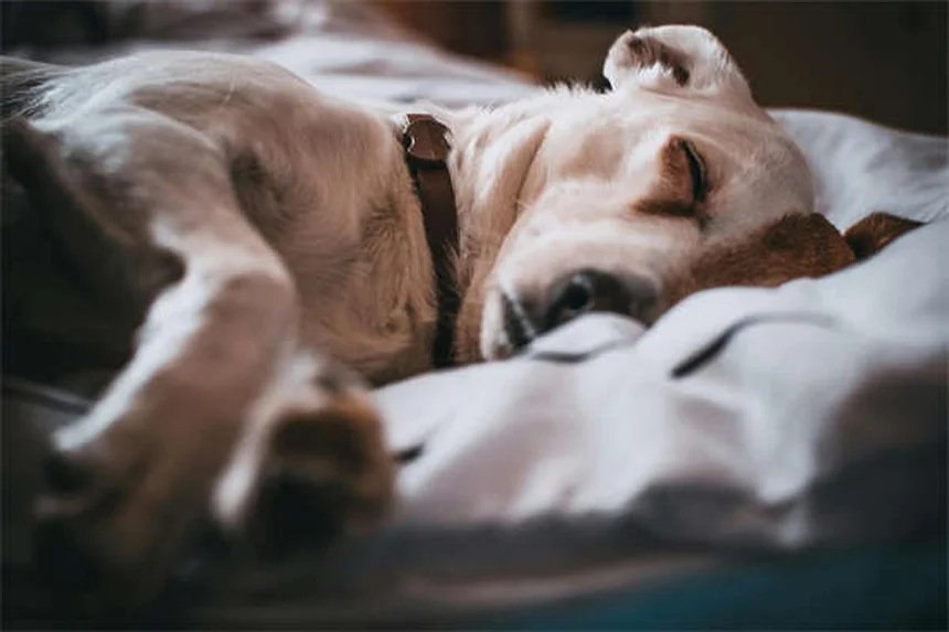 愛犬にしてはいけない7つのこと　知らないと危険な習慣