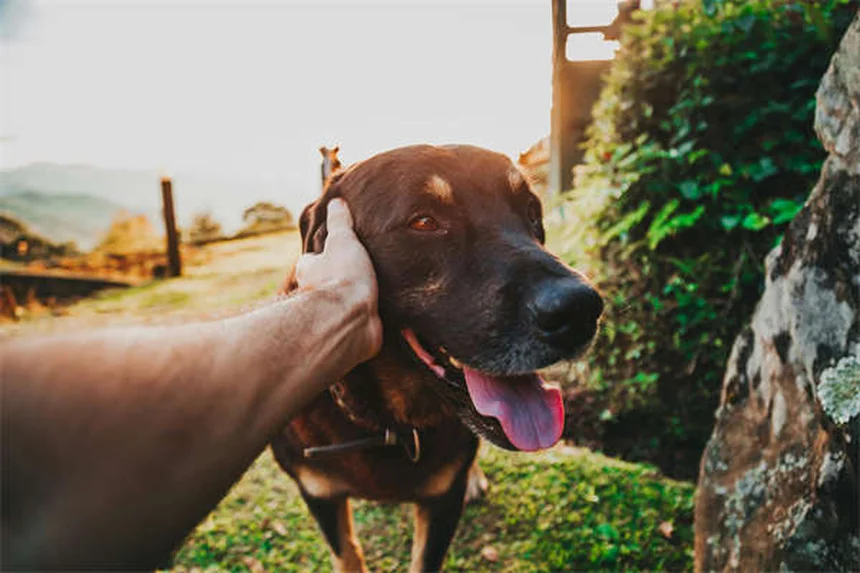 愛犬にしてはいけない7つのこと　知らないと危険な習慣