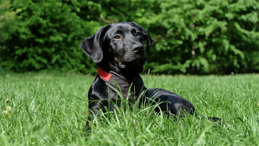 犬を飼い始めた最初の30日で知っておきたい10のこと