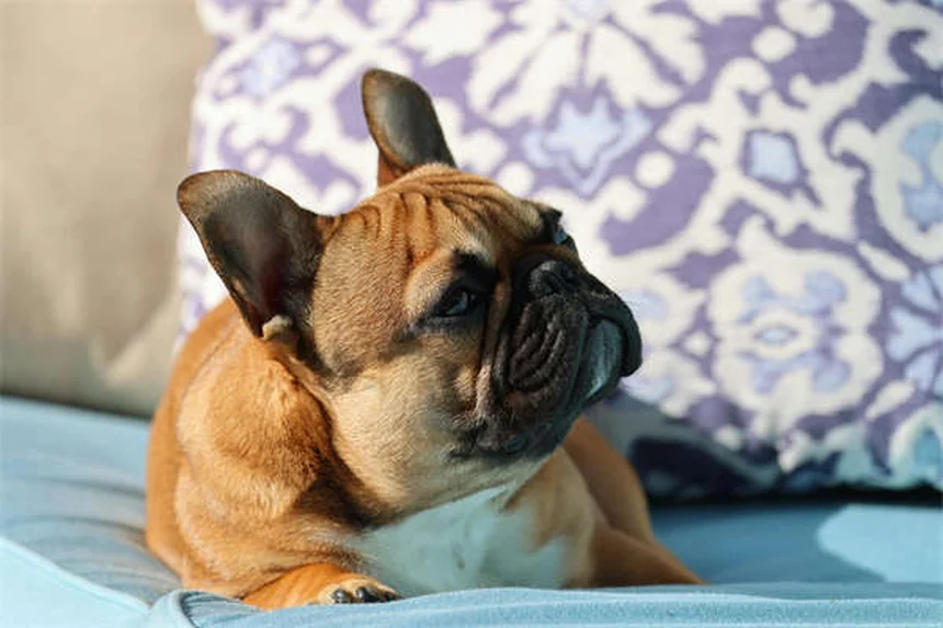 愛犬と一緒にできる筋トレ6選。研究データで効果も実証済み！