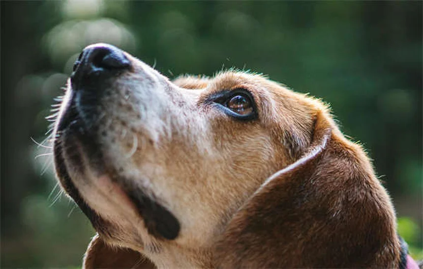 犬の挨拶ストレッチ、実は愛情だけじゃなかった理由