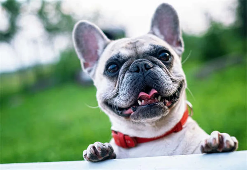 犬の歯列矯正、本当に必要？健康のために知っておきたい3つの理由