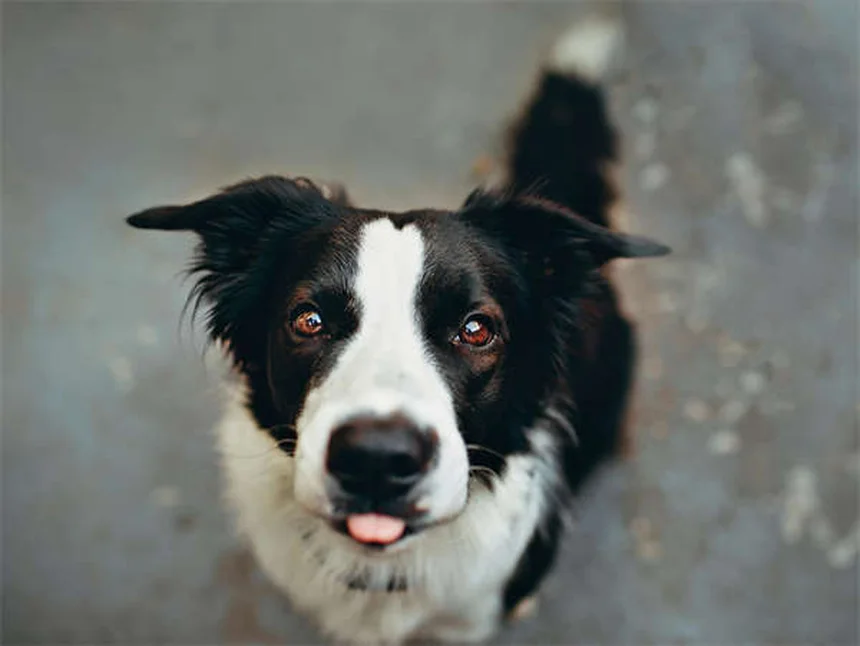 犬の歯列矯正、本当に必要？健康のために知っておきたい3つの理由