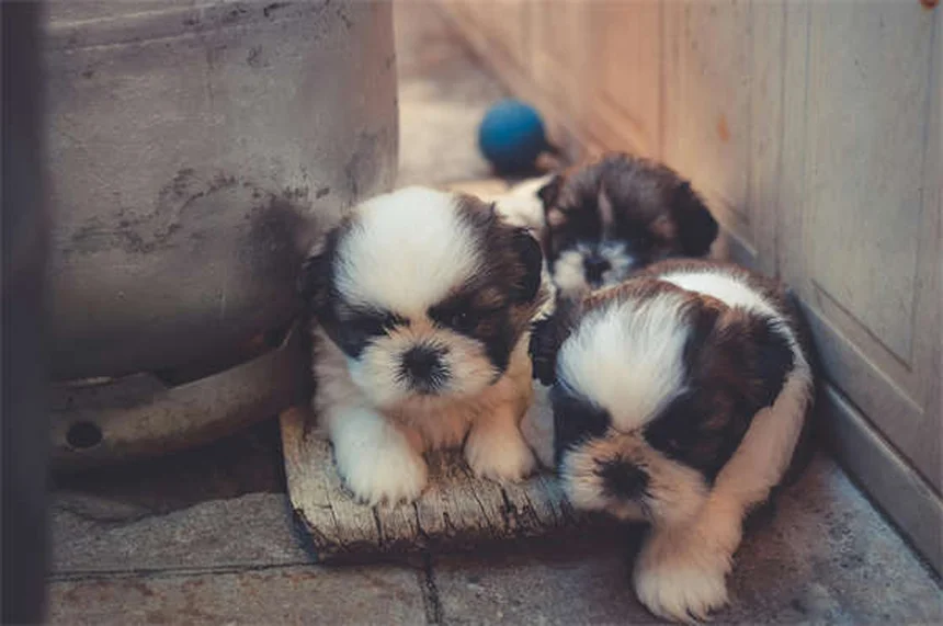 【年齢別】犬の健康診断で受けるべき必須検査とは？