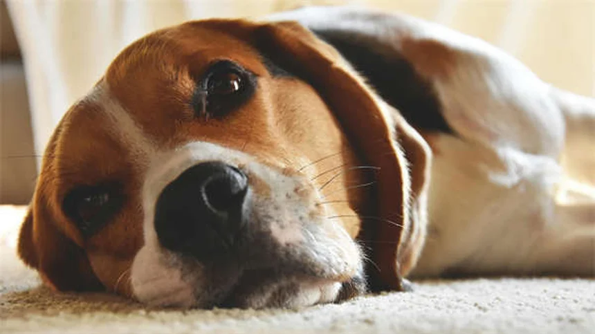 子犬がクレートで泣く？原因と解決法を専門家が徹底解説
