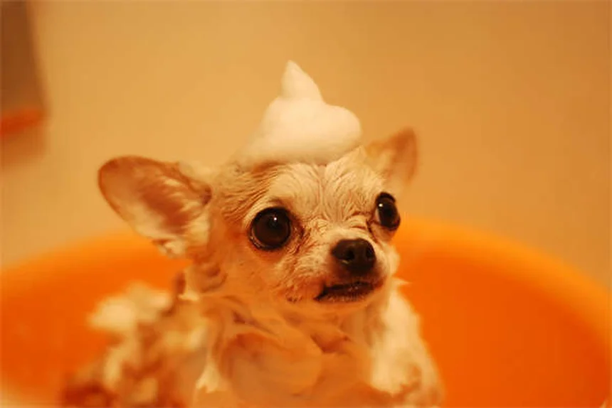 子犬の噛みつきを止める効果的な方法 経験者が教える3つのステップ