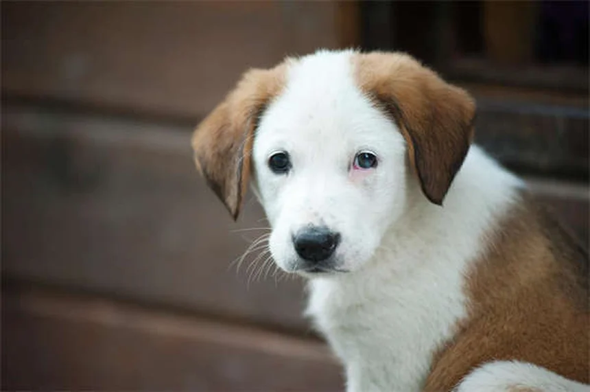 犬の色盲と色覚を完全解説！あなたの愛犬の見える世界と意外と知らない真実