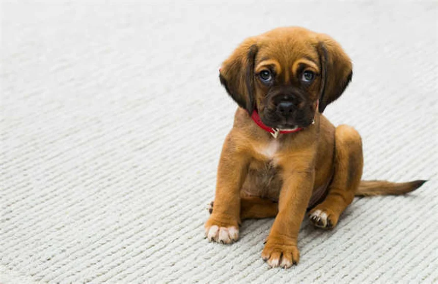 犬の色盲と色覚を完全解説！あなたの愛犬の見える世界と意外と知らない真実