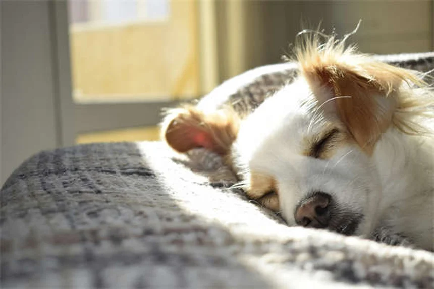 犬用ノミ取り櫛は本当に必要？獣医師が教える正しい活用法